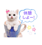 実写版白い子猫！短足だっていいじゃん！（個別スタンプ：18）