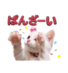 実写版白い子猫！短足だっていいじゃん！（個別スタンプ：20）