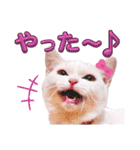 実写版白い子猫！短足だっていいじゃん！（個別スタンプ：21）