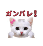 実写版白い子猫！短足だっていいじゃん！（個別スタンプ：27）