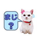 実写版白い子猫！短足だっていいじゃん！（個別スタンプ：29）