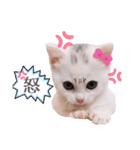 実写版白い子猫！短足だっていいじゃん！（個別スタンプ：30）