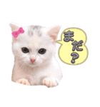 実写版白い子猫！短足だっていいじゃん！（個別スタンプ：31）