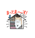 神様の使い猫（個別スタンプ：8）