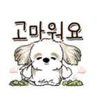 シーズー犬 『韓国語』（個別スタンプ：17）
