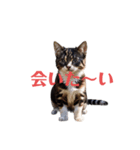 ねこ...（個別スタンプ：40）