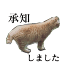 使いやすい猫ミーム♡スタンプ（個別スタンプ：2）