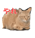 使いやすい猫ミーム♡スタンプ（個別スタンプ：3）