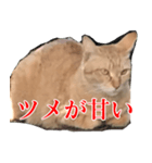 使いやすい猫ミーム♡スタンプ（個別スタンプ：4）