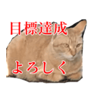使いやすい猫ミーム♡スタンプ（個別スタンプ：5）