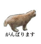 使いやすい猫ミーム♡スタンプ（個別スタンプ：6）