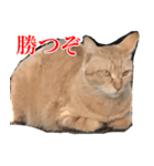 使いやすい猫ミーム♡スタンプ（個別スタンプ：7）