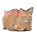 使いやすい猫ミーム♡スタンプ（個別スタンプ：8）