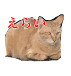 使いやすい猫ミーム♡スタンプ（個別スタンプ：10）