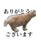 使いやすい猫ミーム♡スタンプ（個別スタンプ：11）