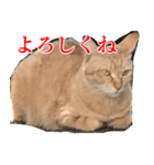 使いやすい猫ミーム♡スタンプ（個別スタンプ：12）