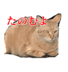 使いやすい猫ミーム♡スタンプ（個別スタンプ：14）