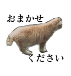 使いやすい猫ミーム♡スタンプ（個別スタンプ：15）