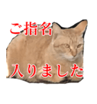 使いやすい猫ミーム♡スタンプ（個別スタンプ：16）