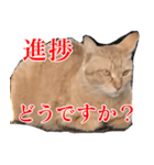 使いやすい猫ミーム♡スタンプ（個別スタンプ：18）
