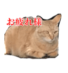 使いやすい猫ミーム♡スタンプ（個別スタンプ：21）