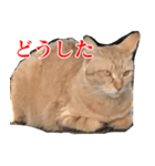 使いやすい猫ミーム♡スタンプ（個別スタンプ：23）