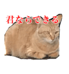 使いやすい猫ミーム♡スタンプ（個別スタンプ：25）