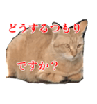 使いやすい猫ミーム♡スタンプ（個別スタンプ：27）