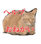 使いやすい猫ミーム♡スタンプ（個別スタンプ：29）