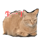 使いやすい猫ミーム♡スタンプ（個別スタンプ：31）