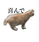 使いやすい猫ミーム♡スタンプ（個別スタンプ：32）