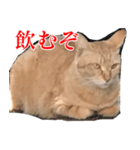 使いやすい猫ミーム♡スタンプ（個別スタンプ：33）