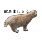 使いやすい猫ミーム♡スタンプ（個別スタンプ：34）