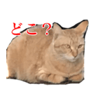 使いやすい猫ミーム♡スタンプ（個別スタンプ：35）