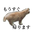 使いやすい猫ミーム♡スタンプ（個別スタンプ：36）