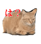 使いやすい猫ミーム♡スタンプ（個別スタンプ：39）