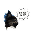 愛々しいポメラニアン①（個別スタンプ：37）