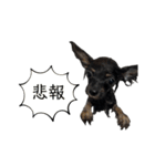 愛々しいポメラニアン①（個別スタンプ：38）