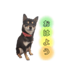 豆柴 もみじ（個別スタンプ：2）