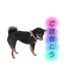 豆柴 もみじ（個別スタンプ：4）