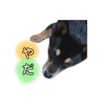 豆柴 もみじ（個別スタンプ：6）