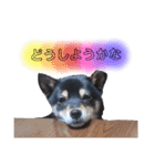 豆柴 もみじ（個別スタンプ：9）