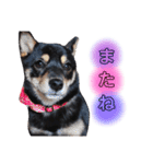 豆柴 もみじ（個別スタンプ：13）
