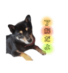 豆柴 もみじ（個別スタンプ：14）