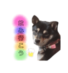 豆柴 もみじ（個別スタンプ：15）