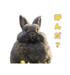 世界一のウサギ（日常会話）（個別スタンプ：4）