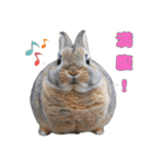 世界一のウサギ（日常会話）（個別スタンプ：11）