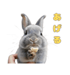 世界一のウサギ（日常会話）（個別スタンプ：13）