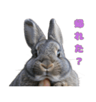 世界一のウサギ（日常会話）（個別スタンプ：14）