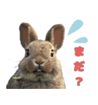 世界一のウサギ（日常会話）（個別スタンプ：15）